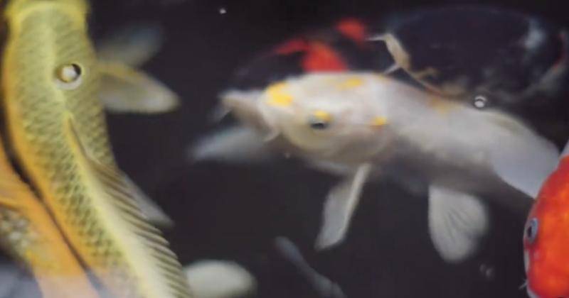 Instagram.com/andreariyantho